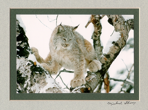 real lynx photo