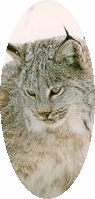 Lynx